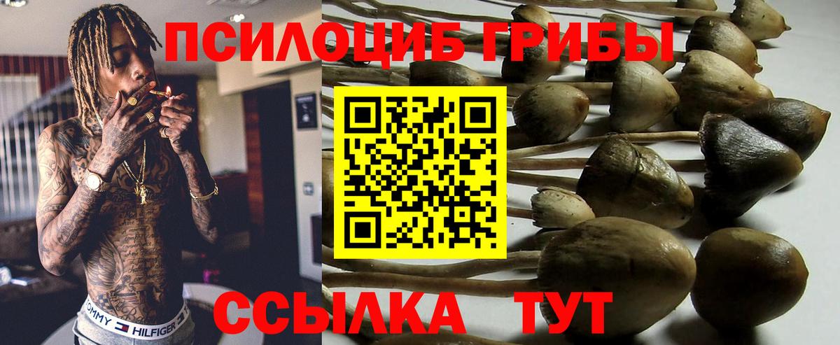 Галлюциногенные грибы мицелий  Сургут  Псилоцибиновые грибы Cubensis 